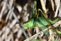 Leptophyes punctatissima