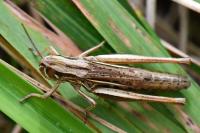 Euchorthippus declivus