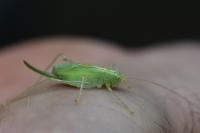 Meconema thalassinum