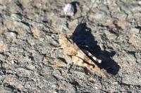 Oedipoda caerulescens
