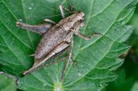 Pholidoptera griseoaptera