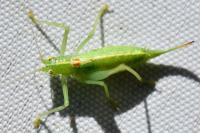 Meconema meridionale