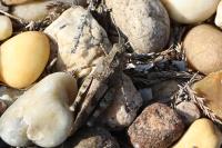 Oedipoda caerulescens
