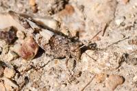 Oedipoda caerulescens