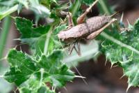Pholidoptera griseoaptera