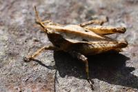 Tetrix undulata