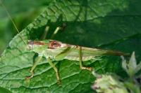 Tettigonia viridissima