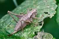 Pholidoptera griseoaptera
