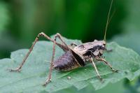 Pholidoptera griseoaptera