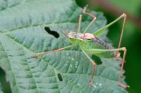 Leptophyes punctatissima