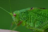 Phaneroptera falcata