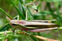 Stethophyma grossum