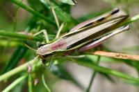 Stethophyma grossum
