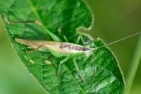 Conocephalus fuscus