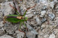 Leptophyes punctatissima