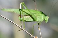 Phaneroptera nana