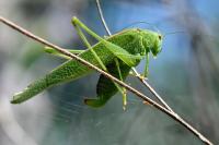 Phaneroptera nana