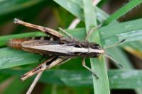 Gomphocerippus rufus