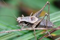 Pholidoptera griseoaptera