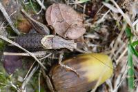 Pholidoptera griseoaptera
