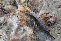 Pholidoptera griseoaptera