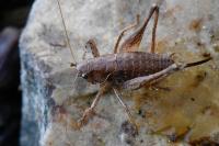 Pholidoptera griseoaptera