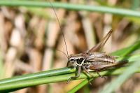 Roeseliana roeselii