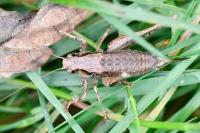 Pholidoptera griseoaptera