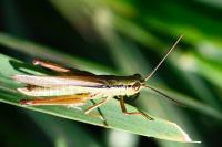 Mecostethus parapleurus