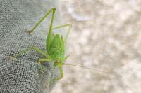 Phaneroptera