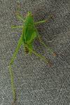 Phaneroptera