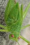 Phaneroptera