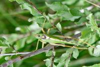 Tettigonia viridissima