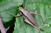 Pholidoptera griseoaptera