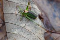 Leptophyes punctatissima
