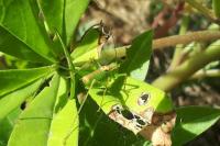 Leptophyes punctatissima