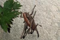 Pholidoptera griseoaptera