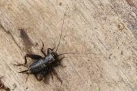 Nemobius sylvestris
