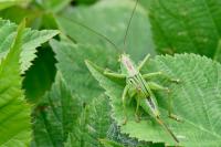 Tettigonia viridissima