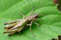 Pseudochorthippus parallelus
