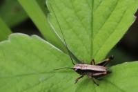 Pholidoptera griseoaptera