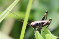 Pholidoptera griseoaptera