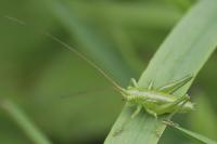 Tettigonia viridissima