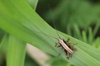 Pholidoptera griseoaptera