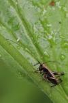 Pholidoptera griseoaptera