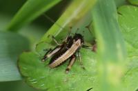 Pholidoptera griseoaptera