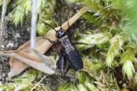 Nemobius sylvestris