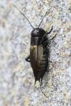 Gryllus campestris