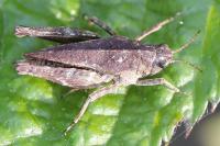 Tetrix undulata