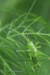 Tettigonia viridissima